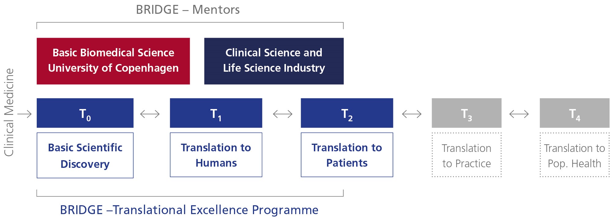 Illustration showing the translational process